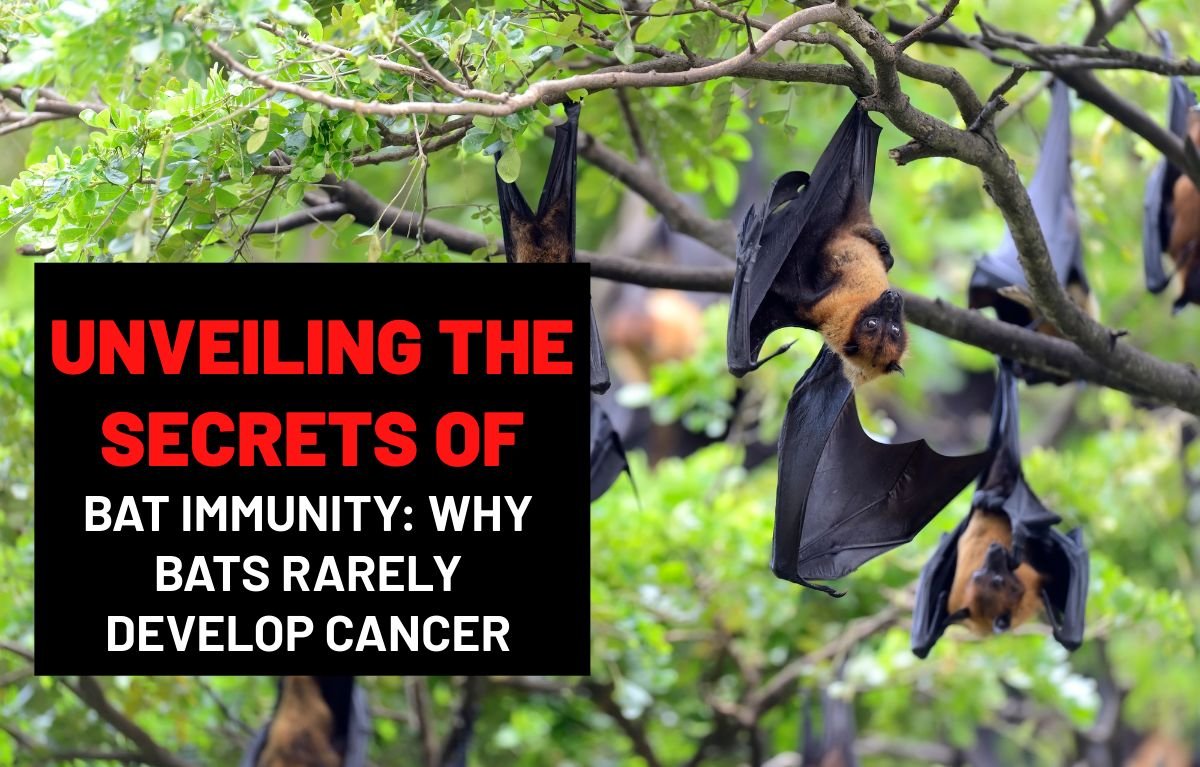 Unveiling the Secrets of Bat Immunity Why Bats Rarely Develop Cancer
