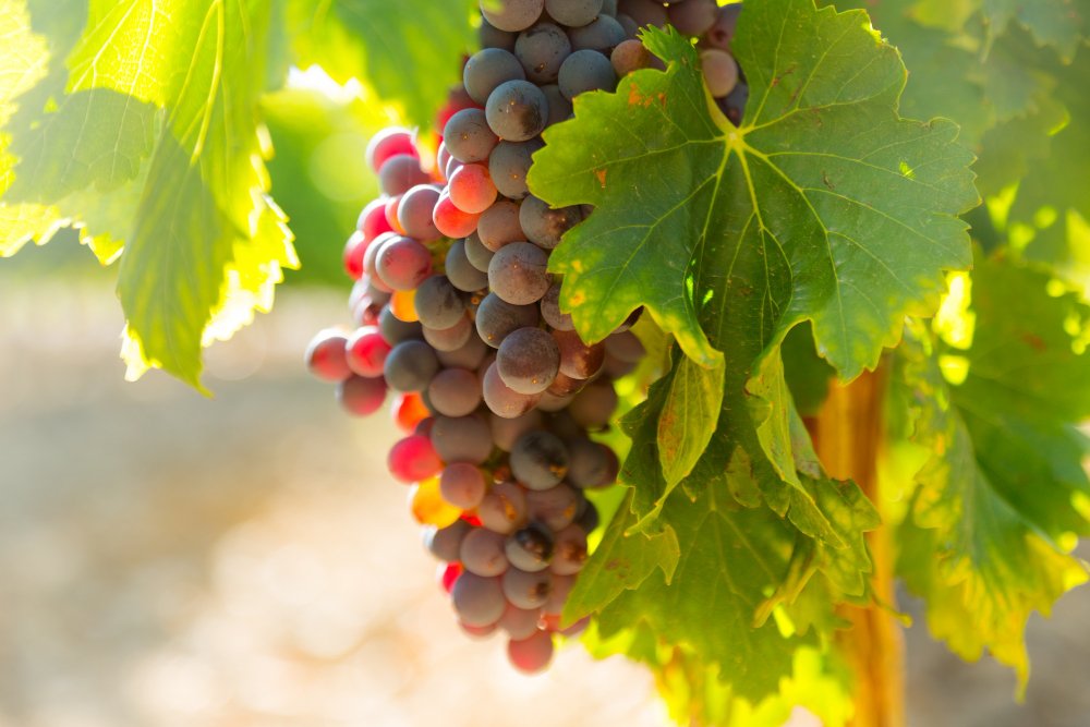 Red Grapes A Nutritional Powerhouse