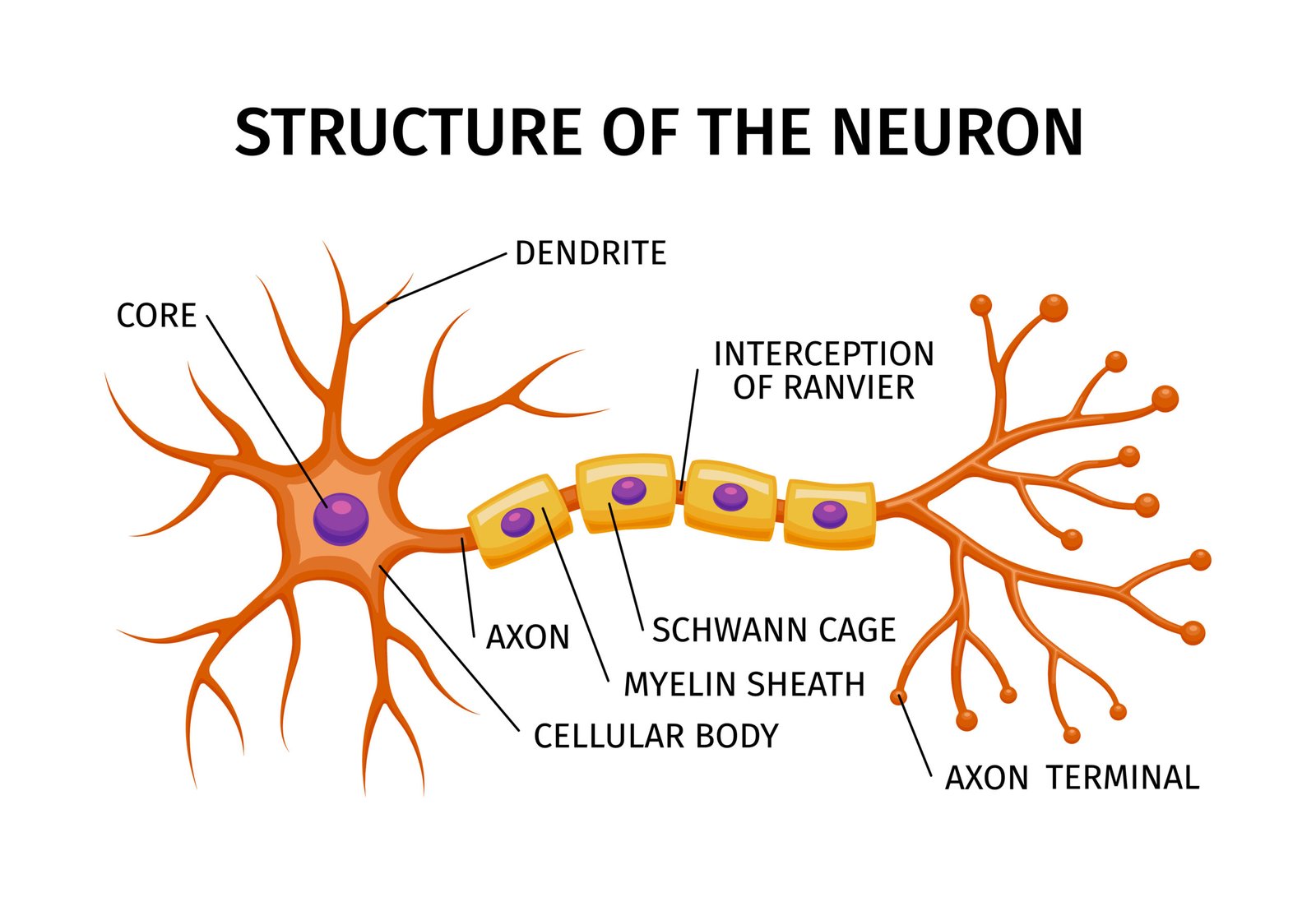 Neuron Structure Anatomy Composition