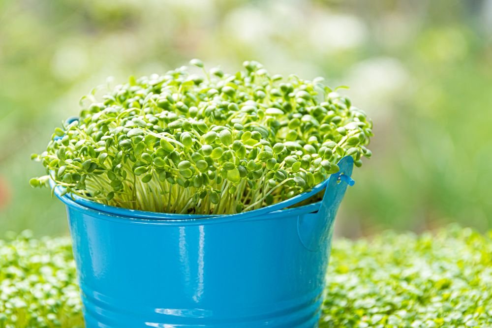 Unlocking the Health Benefits of Broccoli Sprouts and Polysulfides